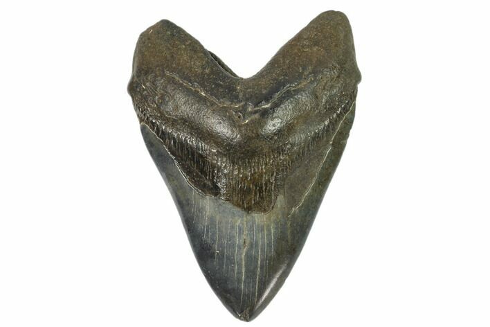 Fossil Megalodon Tooth - South Carolina #124545
